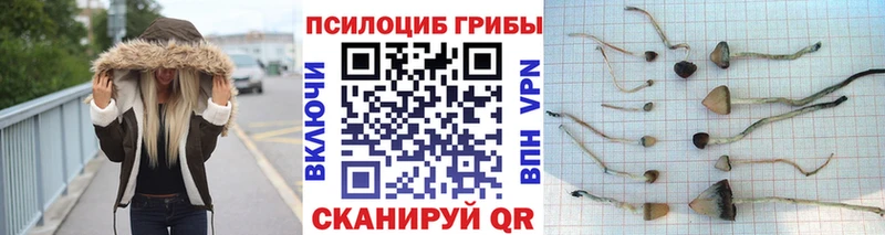 Псилоцибиновые грибы Psilocybe Кола